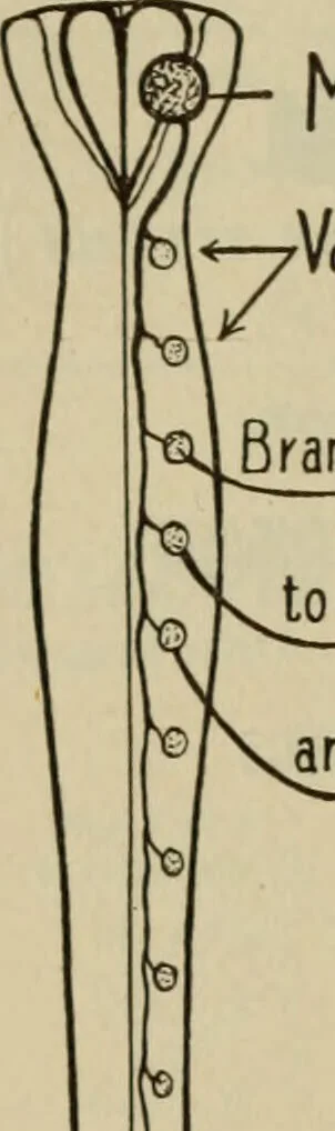 An illustration from The diagnostics of internal medicine : a clinical treatise upon the recognised principles of medical diagnosis, prepared for the use of students and practitioners of medicine / by Glentworth Reeve Butler ... ; with five coloured plates and two hundred and seventy-two illustrations and charts in the text., 1909, leaf 374