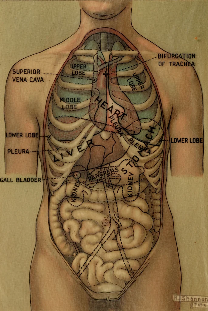 An illustration from The diagnostics of internal medicine : a clinical treatise upon the recognised principles of medical diagnosis, prepared for the use of students and practitioners of medicine / by Glentworth Reeve Butler ... ; with five coloured plates and two hundred and seventy-two illustrations and charts in the text., 1909, leaf 40