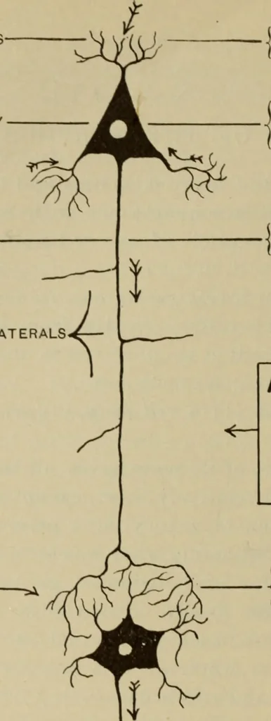 An illustration from The diagnostics of internal medicine : a clinical treatise upon the recognised principles of medical diagnosis, prepared for the use of students and practitioners of medicine / by Glentworth Reeve Butler ... ; with five coloured plates and two hundred and seventy-two illustrations and charts in the text., 1909, leaf 560