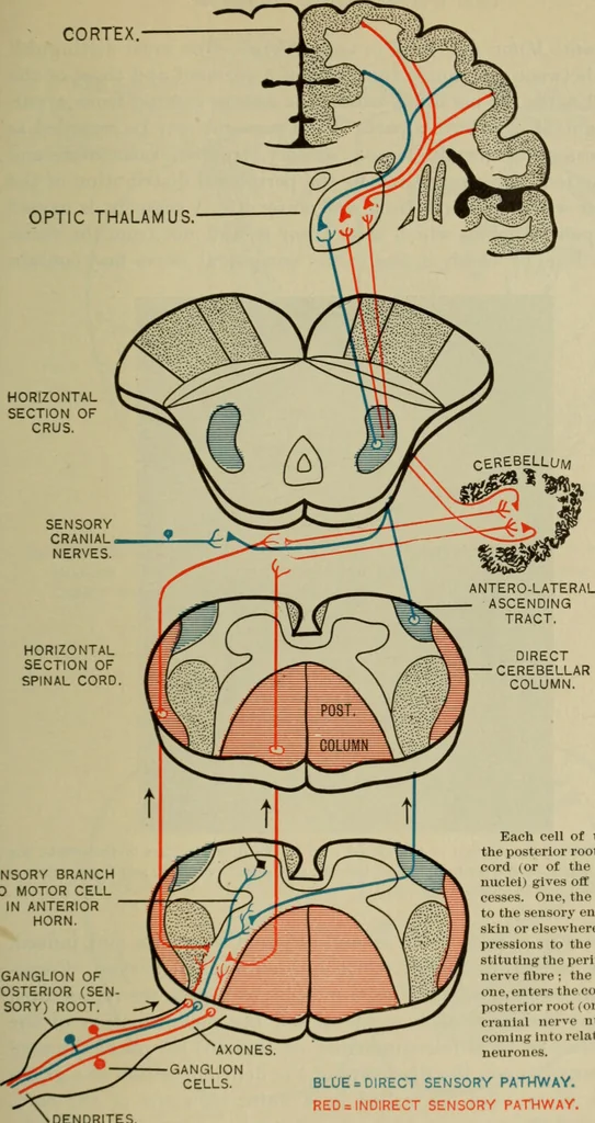 An illustration from The diagnostics of internal medicine : a clinical treatise upon the recognised principles of medical diagnosis, prepared for the use of students and practitioners of medicine / by Glentworth Reeve Butler ... ; with five coloured plates and two hundred and seventy-two illustrations and charts in the text., 1909, leaf 563