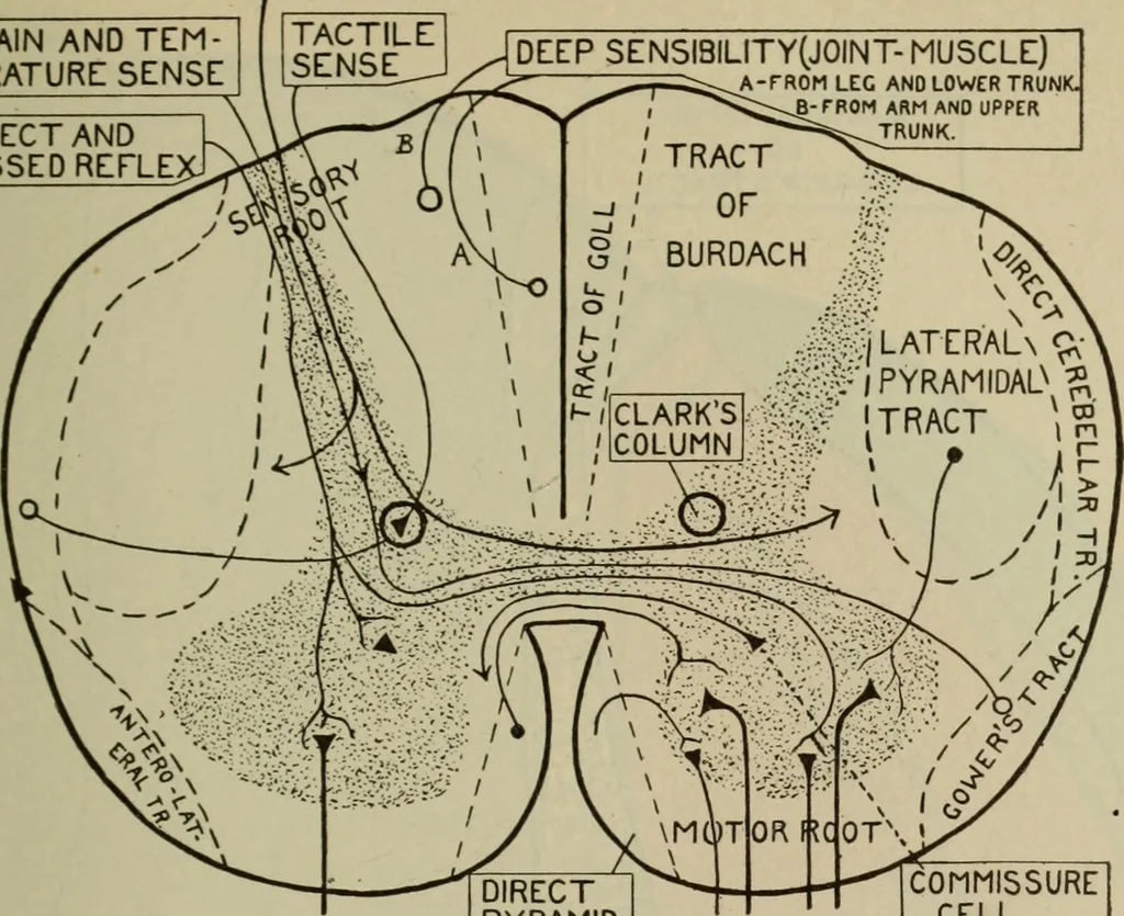 An illustration from The diagnostics of internal medicine : a clinical treatise upon the recognised principles of medical diagnosis, prepared for the use of students and practitioners of medicine / by Glentworth Reeve Butler ... ; with five coloured plates and two hundred and seventy-two illustrations and charts in the text., 1909, leaf 565