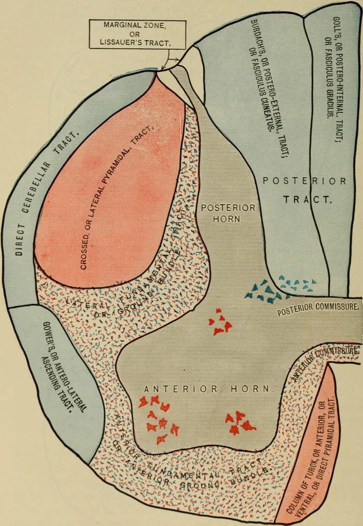 An illustration from The diagnostics of internal medicine : a clinical treatise upon the recognised principles of medical diagnosis, prepared for the use of students and practitioners of medicine / by Glentworth Reeve Butler ... ; with five coloured plates and two hundred and seventy-two illustrations and charts in the text., 1909, leaf 566
