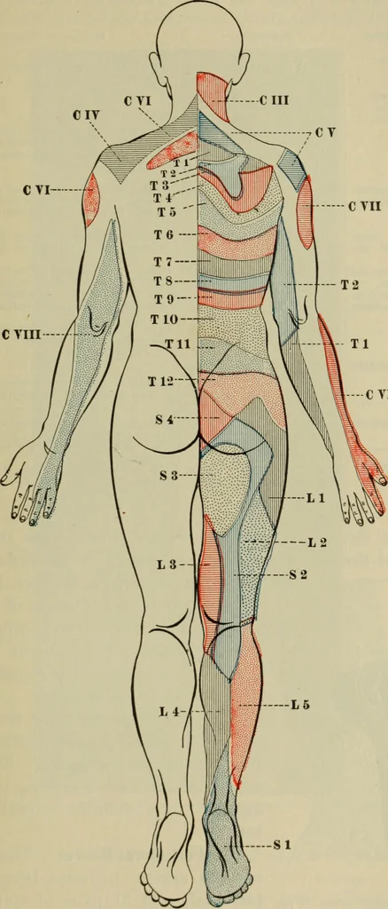 An illustration from The diagnostics of internal medicine : a clinical treatise upon the recognised principles of medical diagnosis, prepared for the use of students and practitioners of medicine / by Glentworth Reeve Butler ... ; with five coloured plates and two hundred and seventy-two illustrations and charts in the text., 1909, leaf 575
