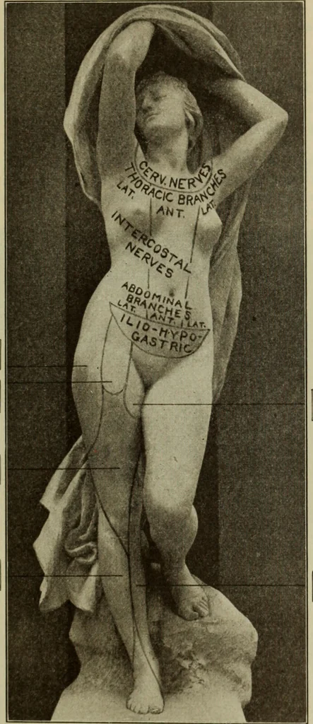An illustration from The diagnostics of internal medicine : a clinical treatise upon the recognised principles of medical diagnosis, prepared for the use of students and practitioners of medicine / by Glentworth Reeve Butler ... ; with five coloured plates and two hundred and seventy-two illustrations and charts in the text., 1909, leaf 577