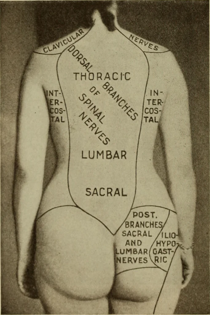 An illustration from The diagnostics of internal medicine : a clinical treatise upon the recognised principles of medical diagnosis, prepared for the use of students and practitioners of medicine / by Glentworth Reeve Butler ... ; with five coloured plates and two hundred and seventy-two illustrations and charts in the text., 1909, leaf 578