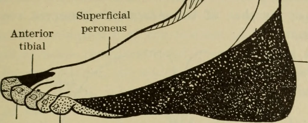 An illustration from The diagnostics of internal medicine : a clinical treatise upon the recognised principles of medical diagnosis, prepared for the use of students and practitioners of medicine / by Glentworth Reeve Butler ... ; with five coloured plates and two hundred and seventy-two illustrations and charts in the text., 1909, leaf 581