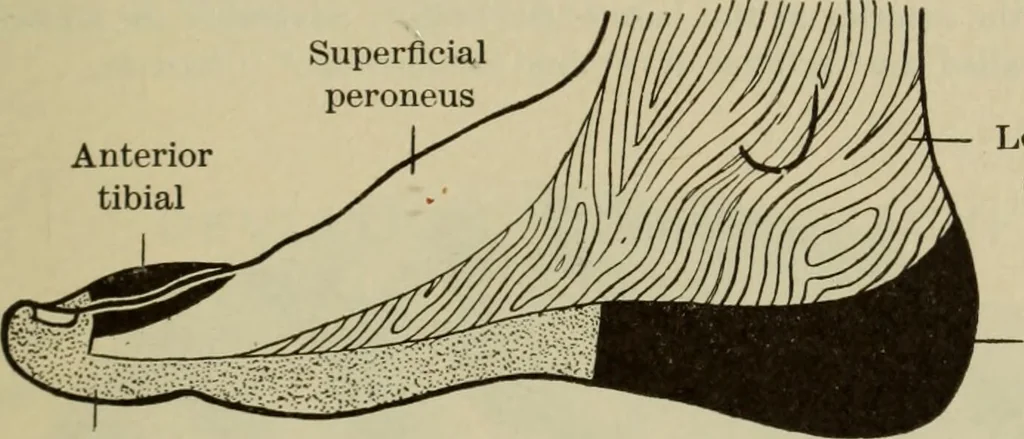 An illustration from The diagnostics of internal medicine : a clinical treatise upon the recognised principles of medical diagnosis, prepared for the use of students and practitioners of medicine / by Glentworth Reeve Butler ... ; with five coloured plates and two hundred and seventy-two illustrations and charts in the text., 1909, leaf 581