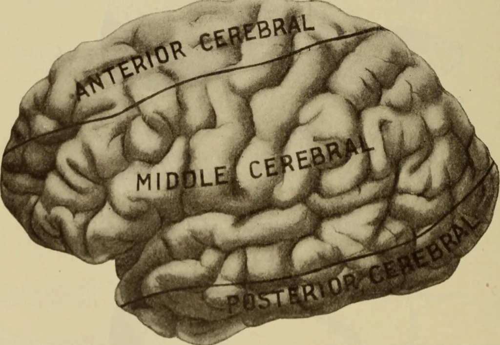 An illustration from The diagnostics of internal medicine : a clinical treatise upon the recognised principles of medical diagnosis, prepared for the use of students and practitioners of medicine / by Glentworth Reeve Butler ... ; with five coloured plates and two hundred and seventy-two illustrations and charts in the text., 1909, leaf 582