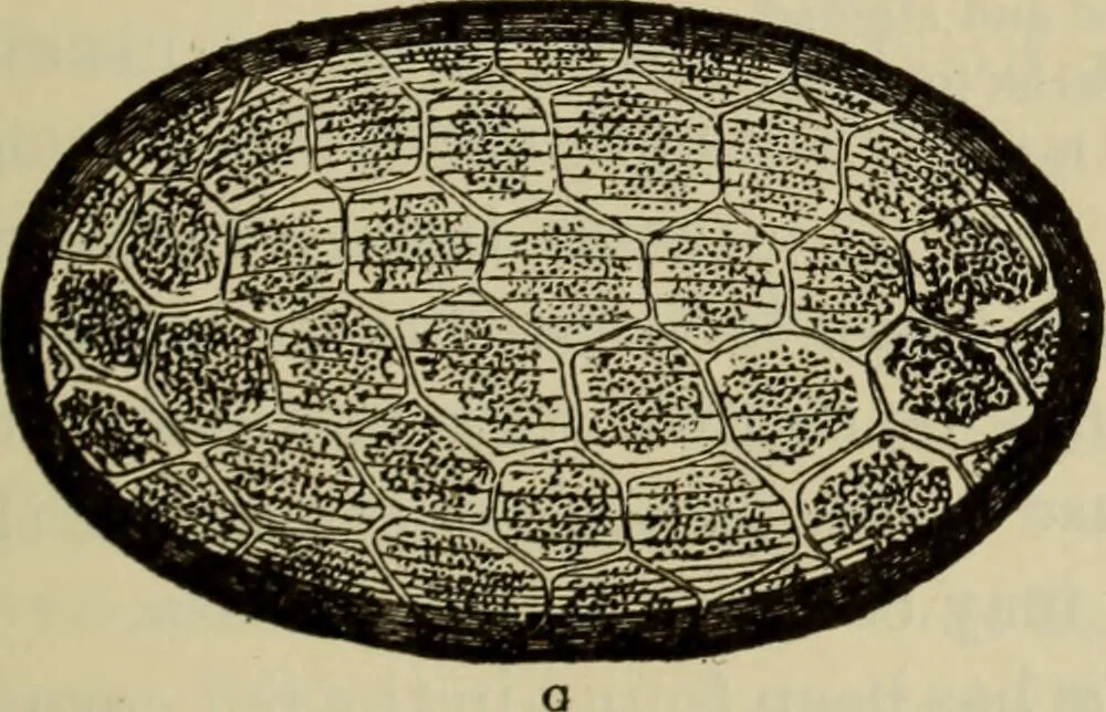 An illustration from The diagnostics of internal medicine : a clinical treatise upon the recognised principles of medical diagnosis, prepared for the use of students and practitioners of medicine / by Glentworth Reeve Butler ... ; with five coloured plates and two hundred and seventy-two illustrations and charts in the text., 1909, leaf 727