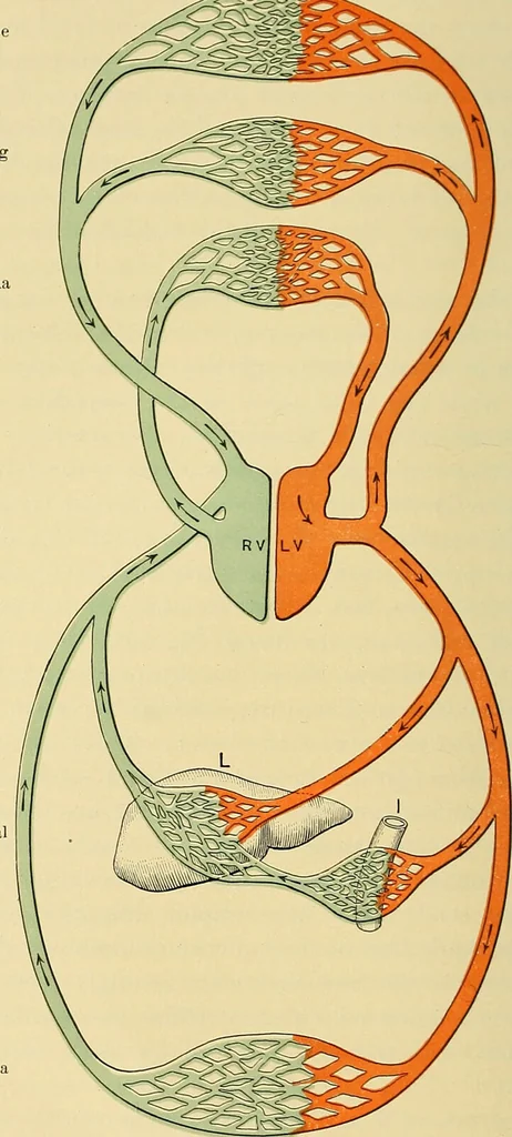 An illustration from Diseases of the heart and arterial system : designed to be a practical presentation of the subject for the use of students and practitioners of medicine / by Robert H. Babcock ; with three coloured plates and one hundred and thirty-nine illustrations., 1907, leaf 250
