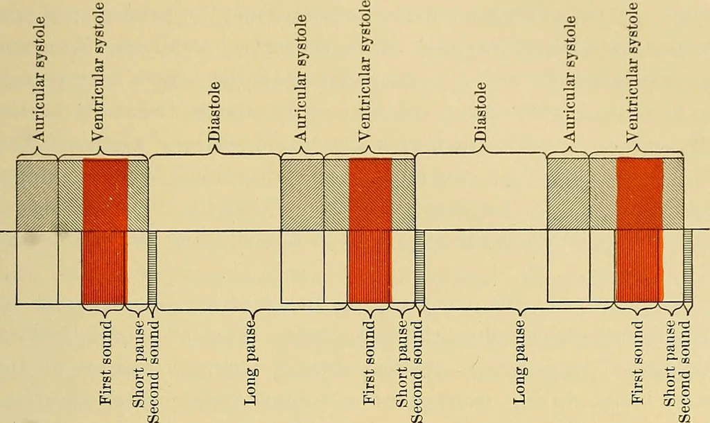 An illustration from Diseases of the heart and arterial system : designed to be a practical presentation of the subject for the use of students and practitioners of medicine / by Robert H. Babcock ; with three coloured plates and one hundred and thirty-nine illustrations., 1907, leaf 273