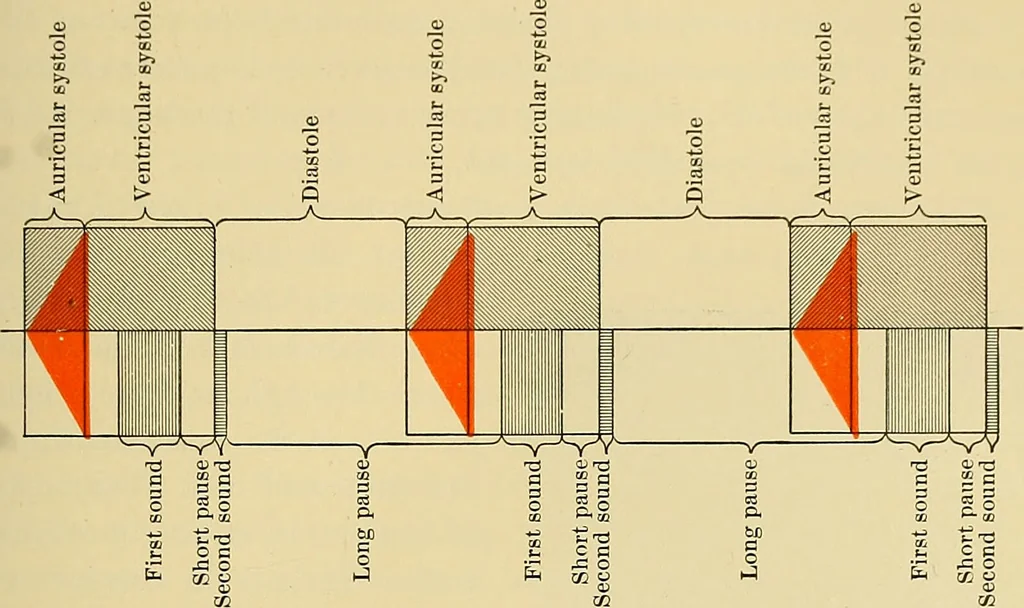 An illustration from Diseases of the heart and arterial system : designed to be a practical presentation of the subject for the use of students and practitioners of medicine / by Robert H. Babcock ; with three coloured plates and one hundred and thirty-nine illustrations., 1907, leaf 291
