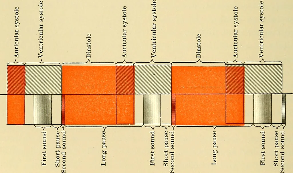 An illustration from Diseases of the heart and arterial system : designed to be a practical presentation of the subject for the use of students and practitioners of medicine / by Robert H. Babcock ; with three coloured plates and one hundred and thirty-nine illustrations., 1907, leaf 294
