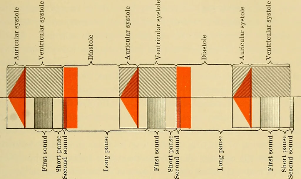 An illustration from Diseases of the heart and arterial system : designed to be a practical presentation of the subject for the use of students and practitioners of medicine / by Robert H. Babcock ; with three coloured plates and one hundred and thirty-nine illustrations., 1907, leaf 295