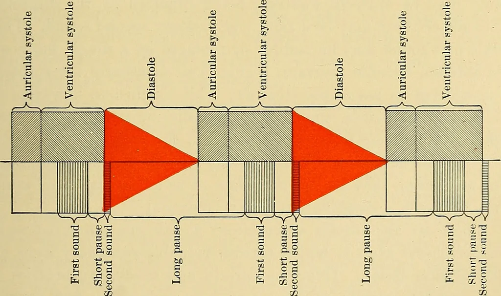 An illustration from Diseases of the heart and arterial system : designed to be a practical presentation of the subject for the use of students and practitioners of medicine / by Robert H. Babcock ; with three coloured plates and one hundred and thirty-nine illustrations., 1907, leaf 335