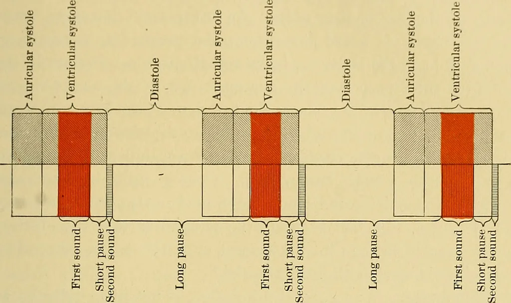 An illustration from Diseases of the heart and arterial system : designed to be a practical presentation of the subject for the use of students and practitioners of medicine / by Robert H. Babcock ; with three coloured plates and one hundred and thirty-nine illustrations., 1907, leaf 369