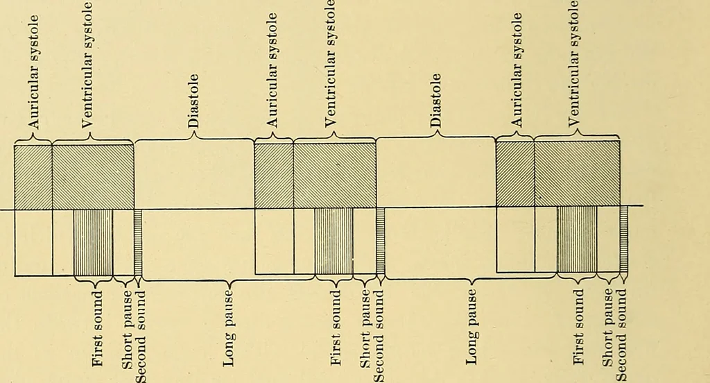 An illustration from Diseases of the heart and arterial system : designed to be a practical presentation of the subject for the use of students and practitioners of medicine / by Robert H. Babcock ; with three coloured plates and one hundred and thirty-nine illustrations., 1907, leaf 44