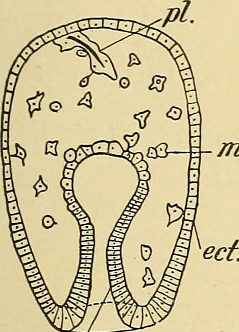 An illustration from A text-book of pathology for students of medicine / by J. George Adami and John McCrae ; illustrated with 304 engravings and 11 colored plates., 1912, leaf 125