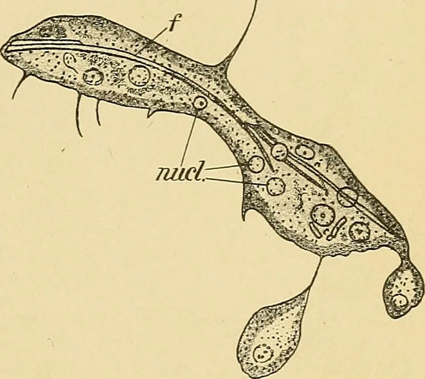 An illustration from A text-book of pathology for students of medicine / by J. George Adami and John McCrae ; illustrated with 304 engravings and 11 colored plates., 1912, leaf 125