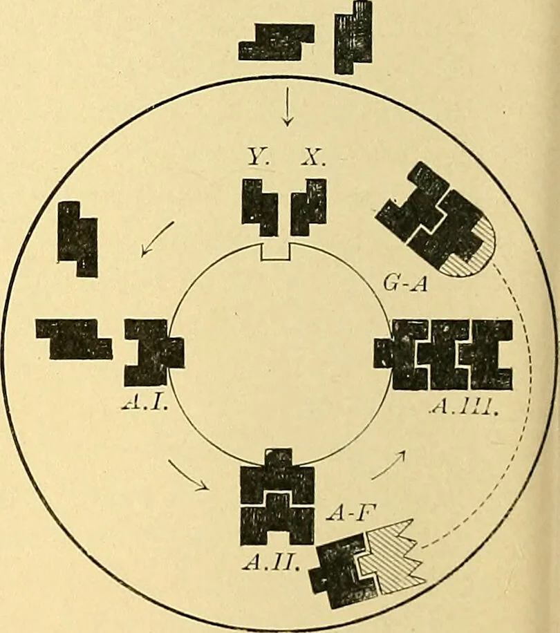 An illustration from A text-book of pathology for students of medicine / by J. George Adami and John McCrae ; illustrated with 304 engravings and 11 colored plates., 1912, leaf 172