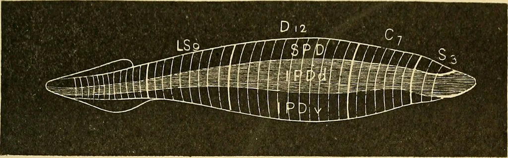 An illustration from A text-book of pathology for students of medicine / by J. George Adami and John McCrae ; illustrated with 304 engravings and 11 colored plates., 1912, leaf 193