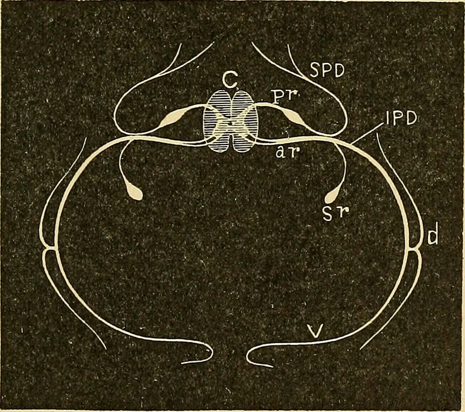 An illustration from A text-book of pathology for students of medicine / by J. George Adami and John McCrae ; illustrated with 304 engravings and 11 colored plates., 1912, leaf 193