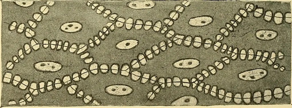 An illustration from A text-book of pathology for students of medicine / by J. George Adami and John McCrae ; illustrated with 304 engravings and 11 colored plates., 1912, leaf 20