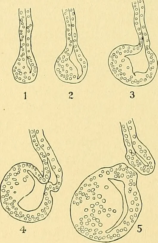 An illustration from A text-book of pathology for students of medicine / by J. George Adami and John McCrae ; illustrated with 304 engravings and 11 colored plates., 1912, leaf 216