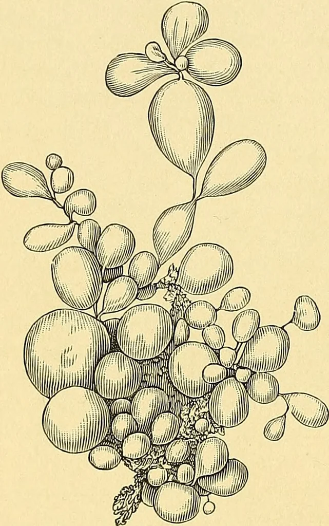 An illustration from A text-book of pathology for students of medicine / by J. George Adami and John McCrae ; illustrated with 304 engravings and 11 colored plates., 1912, leaf 224
