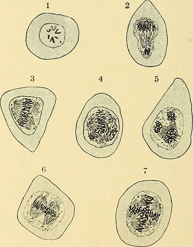 An illustration from A text-book of pathology for students of medicine / by J. George Adami and John McCrae ; illustrated with 304 engravings and 11 colored plates., 1912, leaf 234