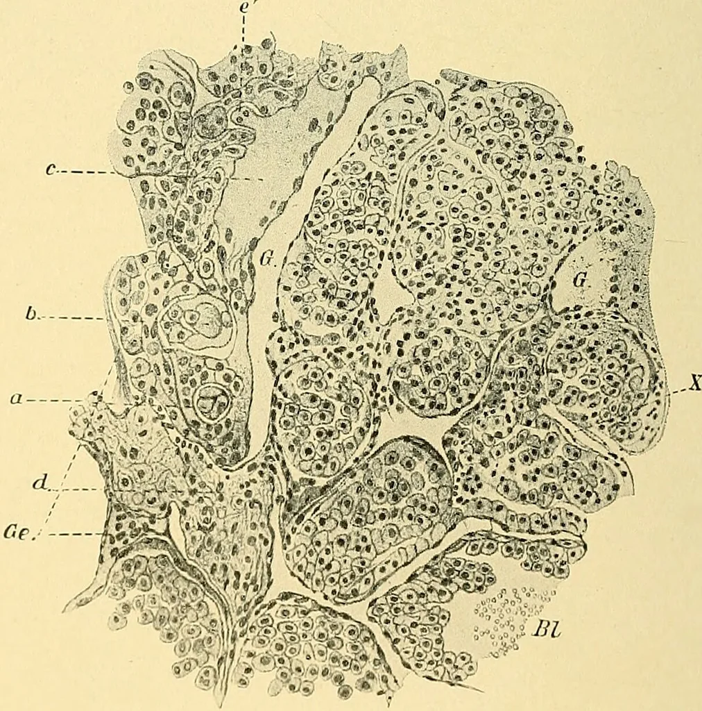 An illustration from A text-book of pathology for students of medicine / by J. George Adami and John McCrae ; illustrated with 304 engravings and 11 colored plates., 1912, leaf 298