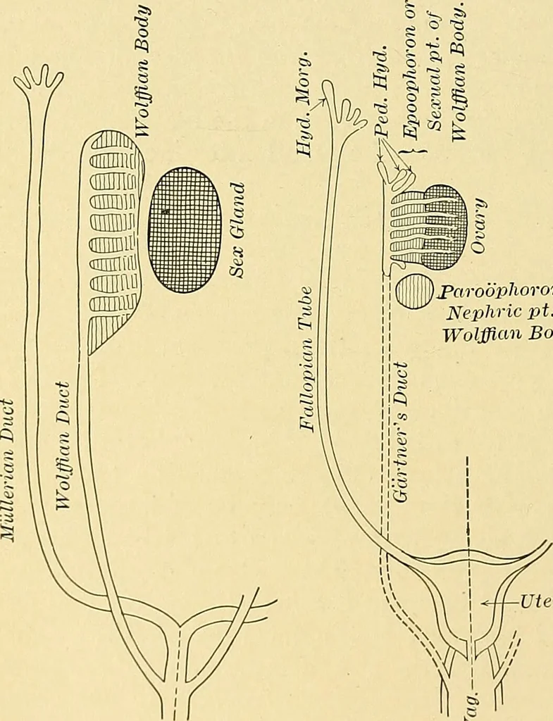 An illustration from A text-book of pathology for students of medicine / by J. George Adami and John McCrae ; illustrated with 304 engravings and 11 colored plates., 1912, leaf 304
