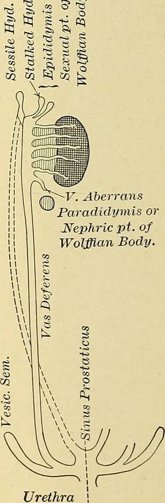 An illustration from A text-book of pathology for students of medicine / by J. George Adami and John McCrae ; illustrated with 304 engravings and 11 colored plates., 1912, leaf 304