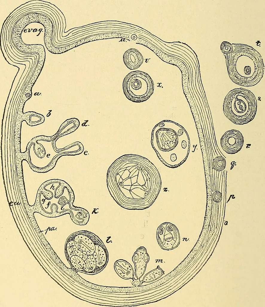 An illustration from A text-book of pathology for students of medicine / by J. George Adami and John McCrae ; illustrated with 304 engravings and 11 colored plates., 1912, leaf 308