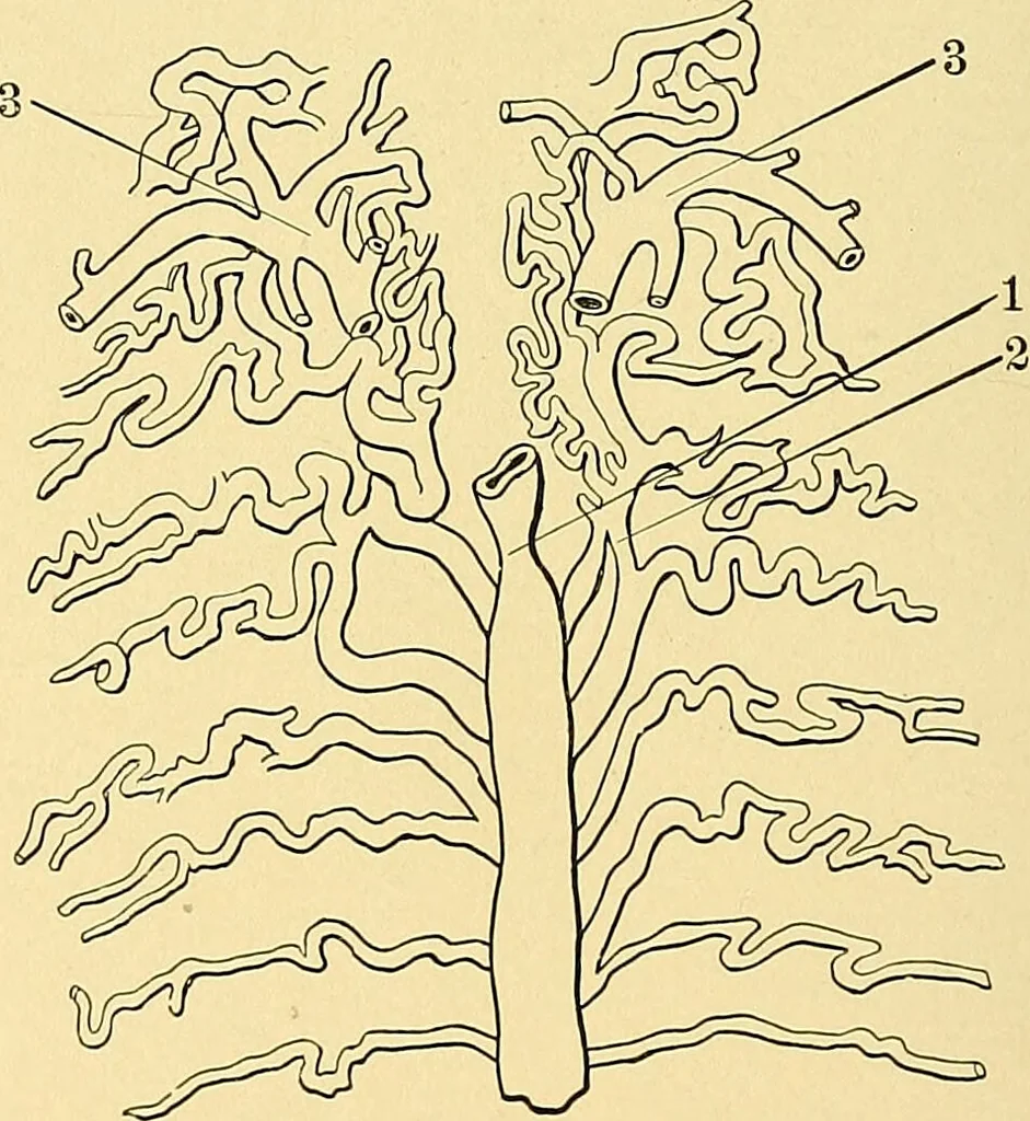 An illustration from A text-book of pathology for students of medicine / by J. George Adami and John McCrae ; illustrated with 304 engravings and 11 colored plates., 1912, leaf 360