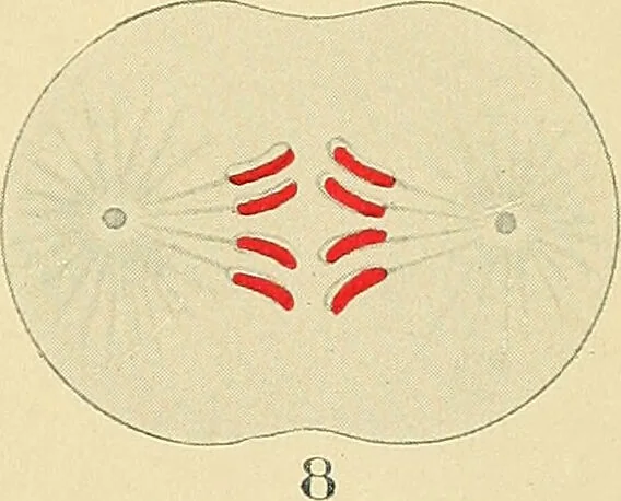 An illustration from A text-book of pathology for students of medicine / by J. George Adami and John McCrae ; illustrated with 304 engravings and 11 colored plates., 1912, leaf 41