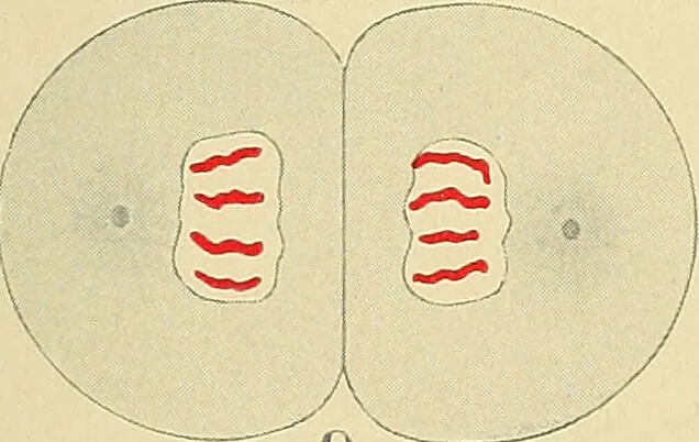 An illustration from A text-book of pathology for students of medicine / by J. George Adami and John McCrae ; illustrated with 304 engravings and 11 colored plates., 1912, leaf 41