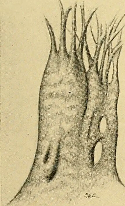 An illustration from A text-book of pathology for students of medicine / by J. George Adami and John McCrae ; illustrated with 304 engravings and 11 colored plates., 1912, leaf 411