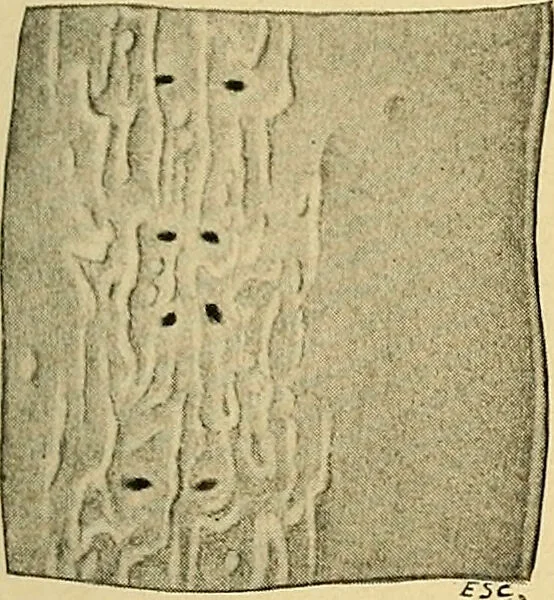 An illustration from A text-book of pathology for students of medicine / by J. George Adami and John McCrae ; illustrated with 304 engravings and 11 colored plates., 1912, leaf 423