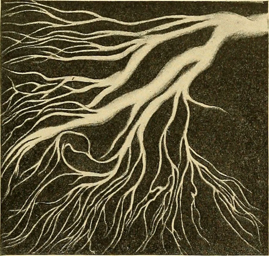 An illustration from A text-book of pathology for students of medicine / by J. George Adami and John McCrae ; illustrated with 304 engravings and 11 colored plates., 1912, leaf 469