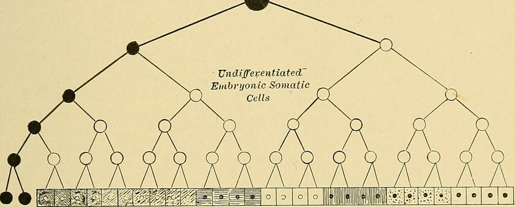 An illustration from A text-book of pathology for students of medicine / by J. George Adami and John McCrae ; illustrated with 304 engravings and 11 colored plates., 1912, leaf 47