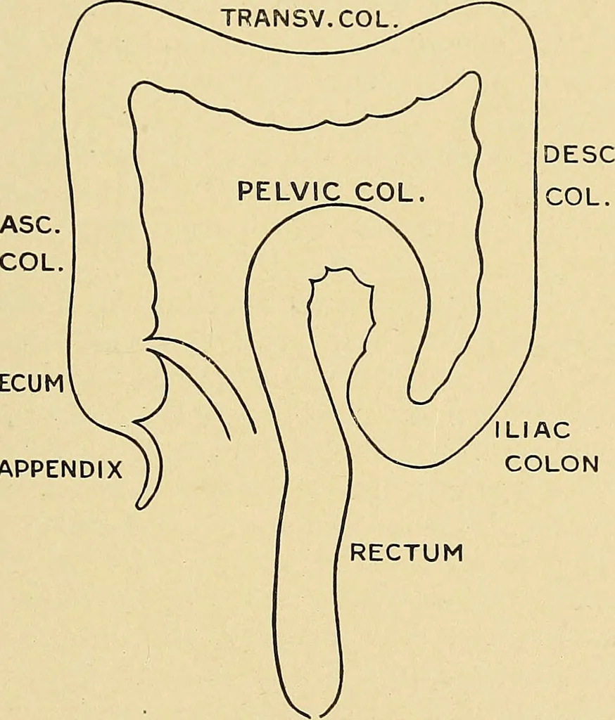 An illustration from A text-book of pathology for students of medicine / by J. George Adami and John McCrae ; illustrated with 304 engravings and 11 colored plates., 1912, leaf 565