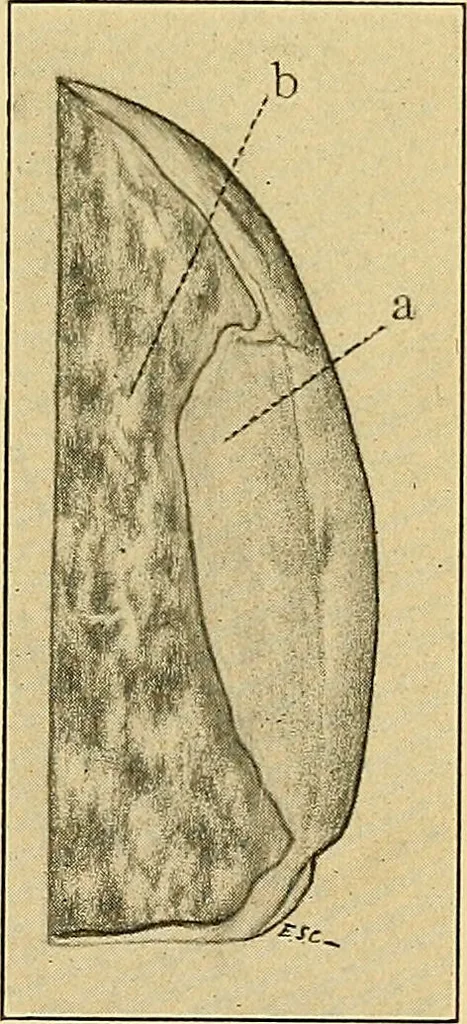 An illustration from A text-book of pathology for students of medicine / by J. George Adami and John McCrae ; illustrated with 304 engravings and 11 colored plates., 1912, leaf 589