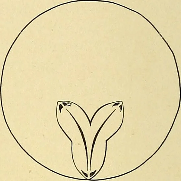 An illustration from A text-book of pathology for students of medicine / by J. George Adami and John McCrae ; illustrated with 304 engravings and 11 colored plates., 1912, leaf 68