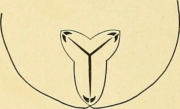 An illustration from A text-book of pathology for students of medicine / by J. George Adami and John McCrae ; illustrated with 304 engravings and 11 colored plates., 1912, leaf 68