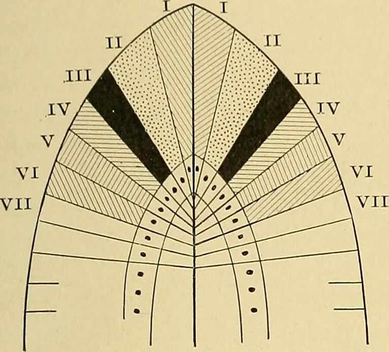 An illustration from A text-book of pathology for students of medicine / by J. George Adami and John McCrae ; illustrated with 304 engravings and 11 colored plates., 1912, leaf 73