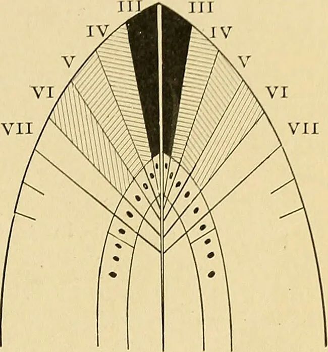An illustration from A text-book of pathology for students of medicine / by J. George Adami and John McCrae ; illustrated with 304 engravings and 11 colored plates., 1912, leaf 73