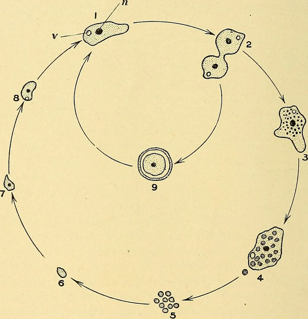 An illustration from A text-book of pathology for students of medicine / by J. George Adami and John McCrae ; illustrated with 304 engravings and 11 colored plates., 1912, leaf 96