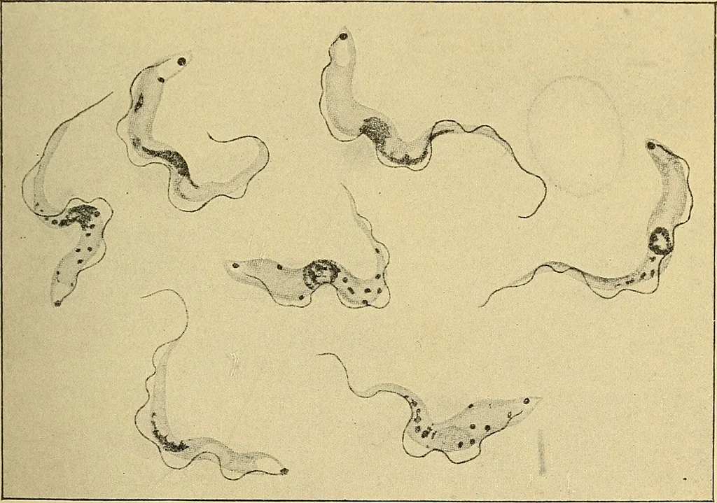 An illustration from A text-book of pathology for students of medicine / by J. George Adami and John McCrae ; illustrated with 304 engravings and 11 colored plates., 1912, leaf 97