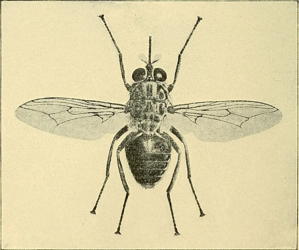 An illustration from A text-book of pathology for students of medicine / by J. George Adami and John McCrae ; illustrated with 304 engravings and 11 colored plates., 1912, leaf 98
